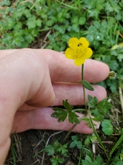 Ranunculus