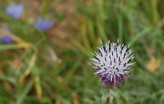 Carthamus caeruleus