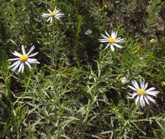 Aster altaicus
