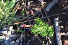 Oxalis tenuifolia