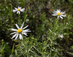 Aster altaicus