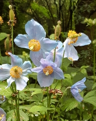 Meconopsis