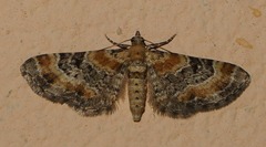 Eupithecia linariata