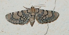 Eupithecia venosata