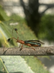 Paromoeocerus