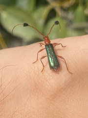 Paromoeocerus