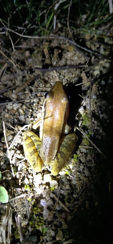 Guenther's Frog