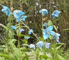 Meconopsis