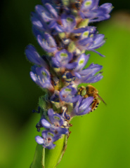 Anthophora californica