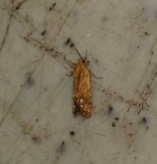 Lathronympha strigana