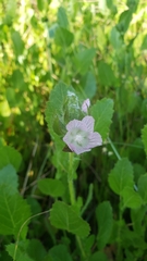 Sidalcea stipularis