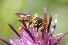 Nomada pectoralis
