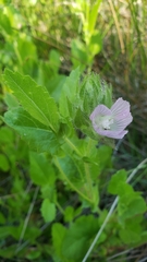 Sidalcea stipularis