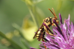Nomada pectoralis