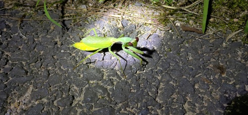 Formosan Giant Mantis