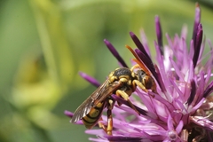 Nomada pectoralis