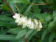 Hedysarum sulphurescens