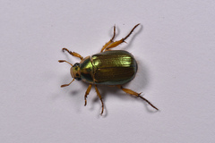 Mimela sericicollis
