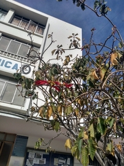 Euphorbia pulcherrima