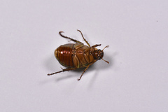Mimela sericicollis