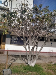 Euphorbia pulcherrima