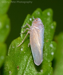 Omolicna