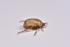 Anomala viridisericea