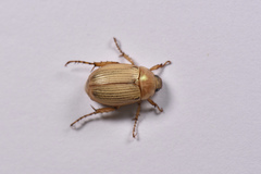 Anomala viridisericea