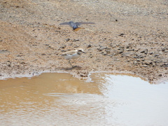 Charadrius alexandrinus