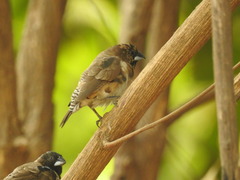 Spermestes cucullata