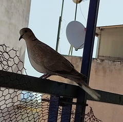 Streptopelia decaocto