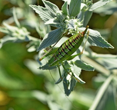 Poecilimon macedonicus