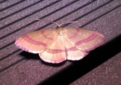 Rhodostrophia calabra