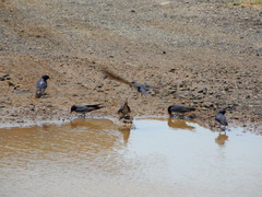 Hirundo rustica
