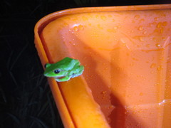 Zhangixalus prasinatus