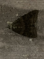 Catocala nupta