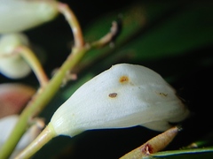 Alpinia intermedia