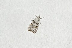 Scoparia pyralella