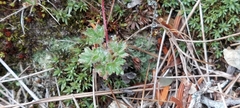 Potentilla robbinsiana