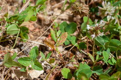 Uromyces polygoni-avicularis