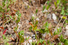 Uromyces polygoni-avicularis