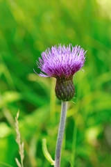 Cirsium heterophyllum
