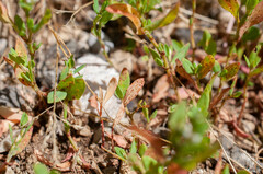 Uromyces polygoni-avicularis