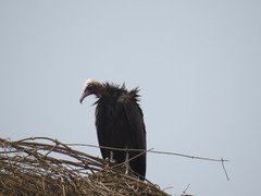 Necrosyrtes monachus