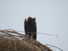 Necrosyrtes monachus