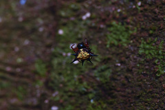 Macracantha
