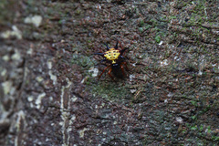 Macracantha