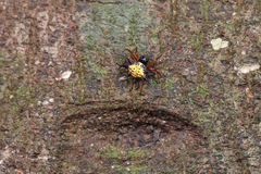 Macracantha