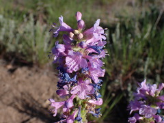 Penstemon cyathophorus