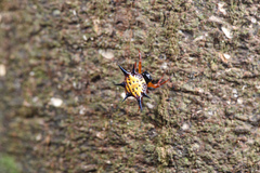 Macracantha